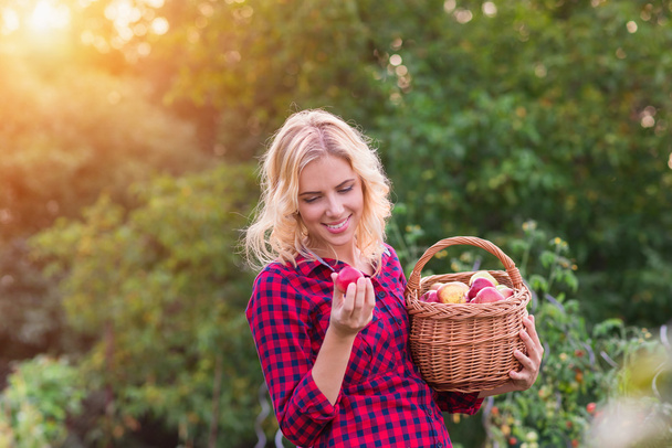 Beautiful woman harvesting apples - Фото, зображення