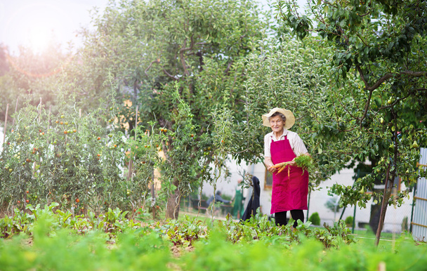 Senior woman harvesting carrots - Photo, Image