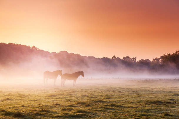 Arabian horses grazing on pasture - Valokuva, kuva