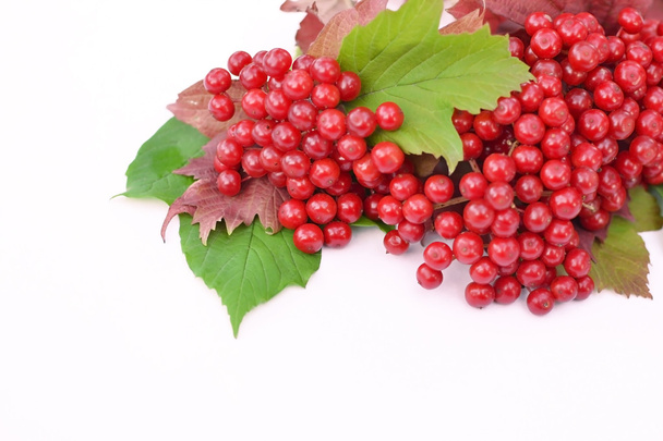 Guelder-rose berries with leaves on a white background - Fotoğraf, Görsel