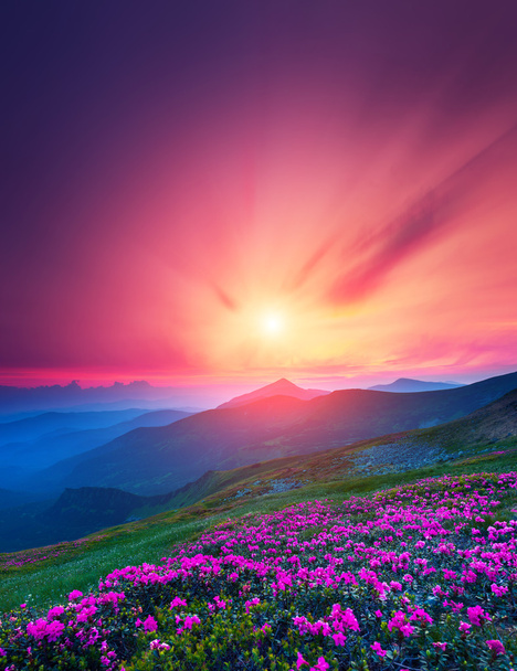 Magic vaaleanpunainen alppiruusu kukkia
 - Valokuva, kuva