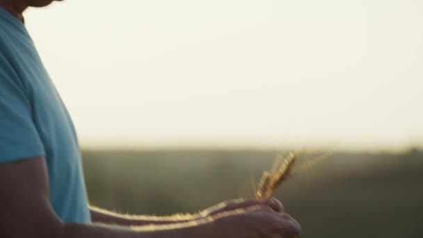 фермер тестує пшеницю в сільському господарстві
 - Кадри, відео