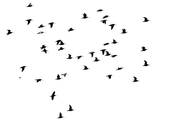 Duże stado ptactwo brzegowe sylwetki na czyste białe tło - Zdjęcie, obraz