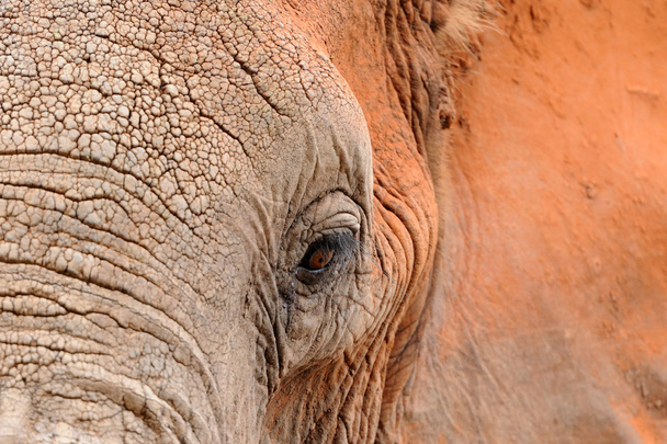 Elephant - Foto, Imagen