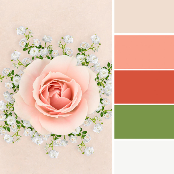 Rose collage met kleurstalen - Foto, afbeelding