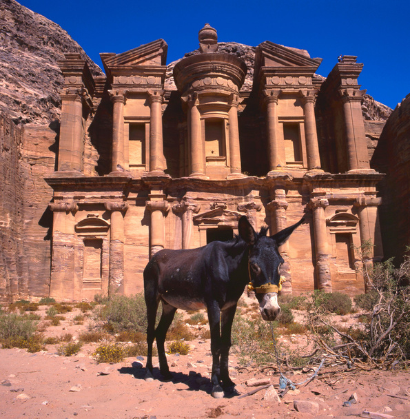 Esel im Kloster, Petra - Foto, Bild