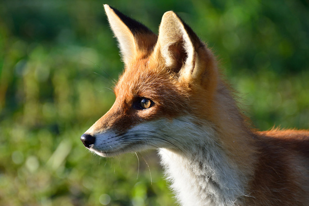 Portrét red Fox na zeleném pozadí. - Fotografie, Obrázek