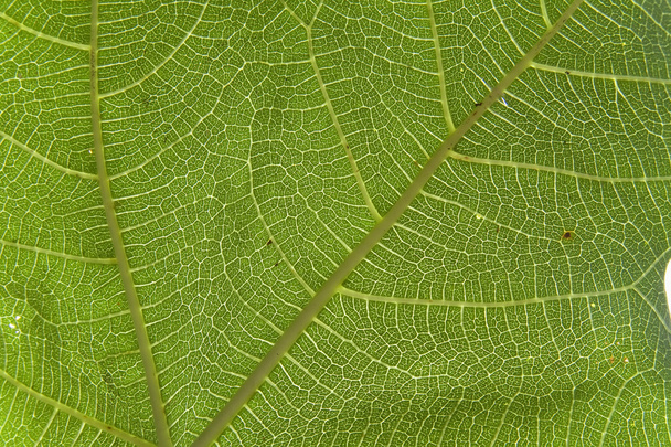 Macro fig leaf - Photo, Image