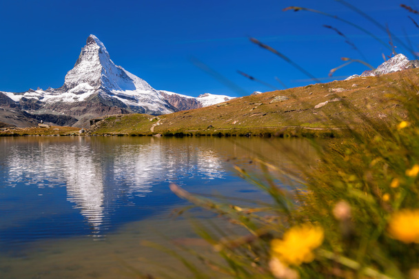 Matterhorn ile Stellisee içinde relfection karşı çiçekler, Zermatt, İsviçre - Fotoğraf, Görsel