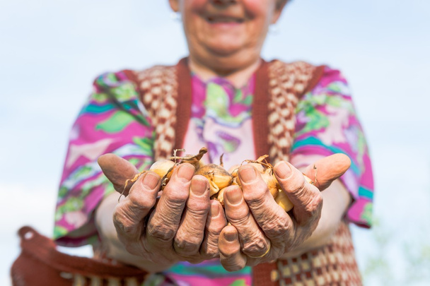 Glückliche Seniorin hält stolz Babyzwiebeln in der Hand. - Foto, Bild