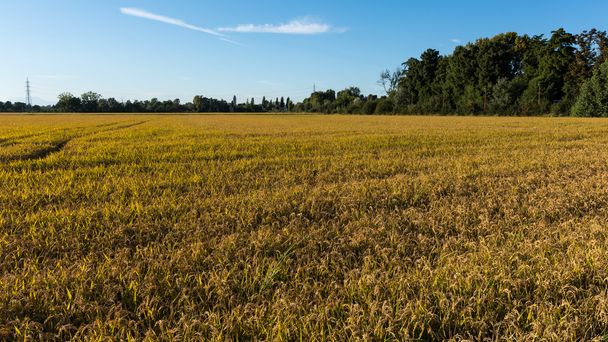 Rice fields panorama - Φωτογραφία, εικόνα