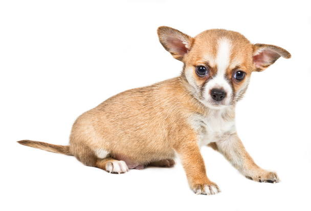 čivava štěně před bílým pozadím - Fotografie, Obrázek