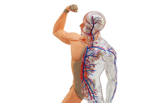 Ізольована модель анатомії людини
. - Фото, зображення