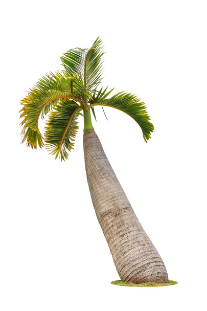 pálmafa elszigetelt fehér háttér - Fotó, kép