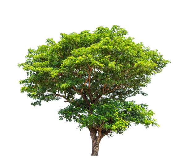 Regenbaum (albizia saman), tropischer Baum im Nordosten des Landes - Foto, Bild