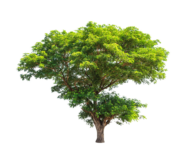 Sadepuu (Albizia sama), trooppinen puu koillisessa Tha
 - Valokuva, kuva