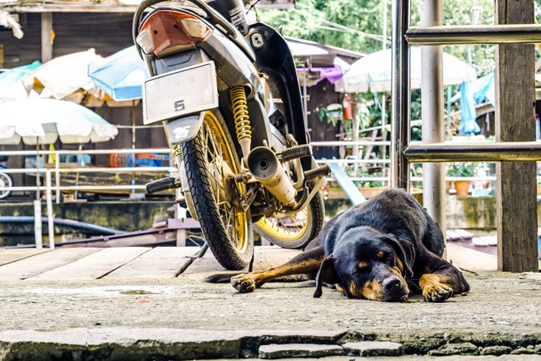 Άστεγοι μοναχικό δρόμο σκυλί ύπνο εκτός από μοτοσικλέτα - Φωτογραφία, εικόνα