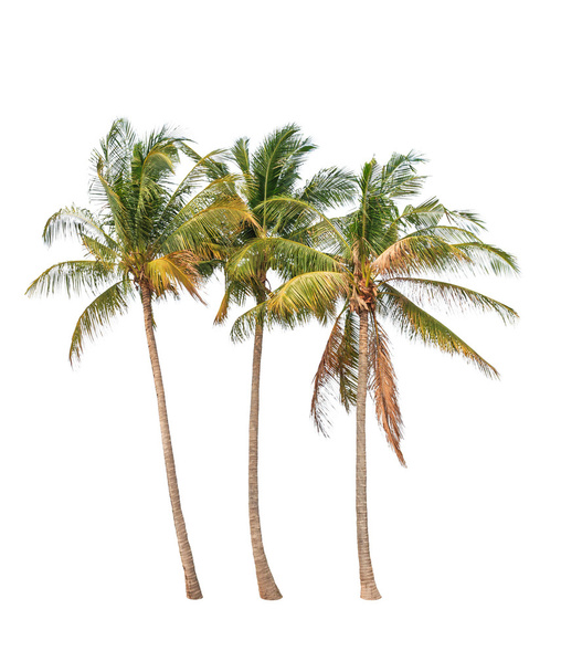 Tres palmeras de coco aisladas sobre fondo blanco - Foto, imagen