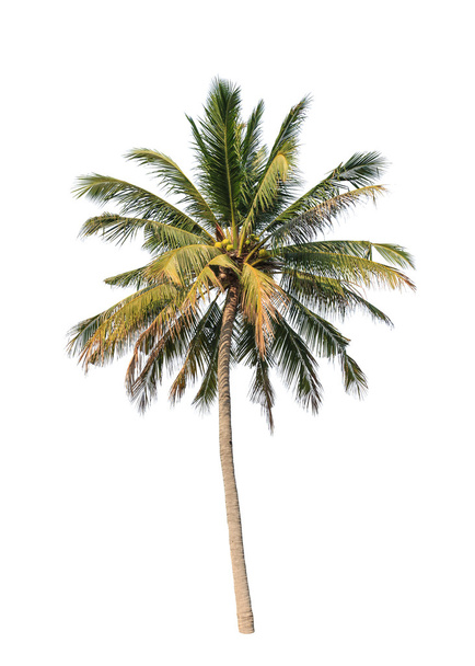 Kokosnoot palmboom geïsoleerd op witte achtergrond - Foto, afbeelding