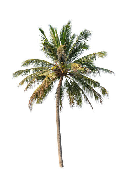 Coconut palm tree isolated on white background - Photo, Image