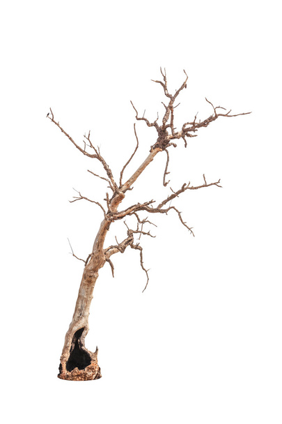 alter und toter Baum isoliert auf weißem Hintergrund - Foto, Bild