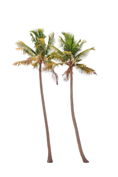 Duas palmeiras de coco isoladas sobre fundo branco
 - Foto, Imagem