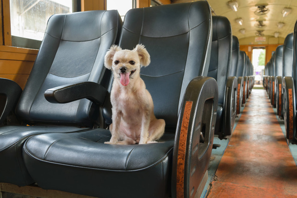 σκυλί με τρένο - Φωτογραφία, εικόνα