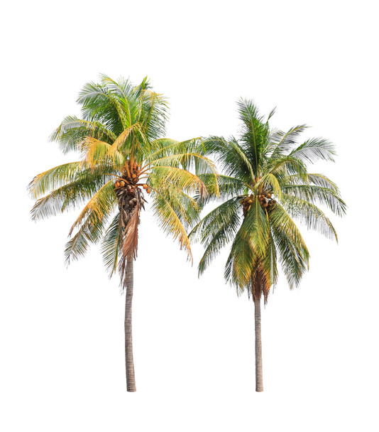 дві кокосові пальми ізольовані на білому тлі
 - Фото, зображення