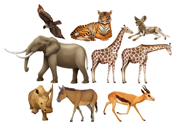 Различные виды диких животных
 - Вектор,изображение