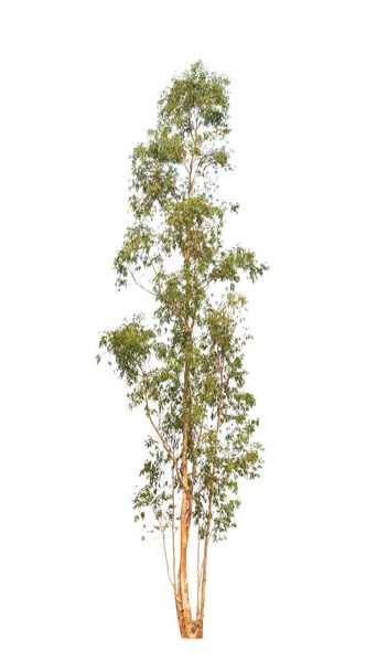 Eucalyptus tree, tropical tree in the northeast of Thailand isol - Fotografie, Obrázek