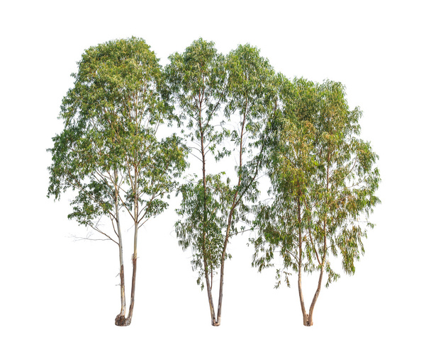 Kolme eukalyptuspuuta, trooppinen puu Thailan koillisosassa.
 - Valokuva, kuva
