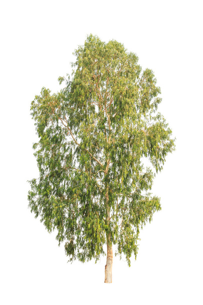 Eucalyptus tree, tropical tree in the northeast of Thailand isol - Fotó, kép