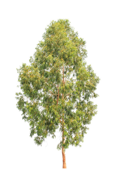 Eucalyptus tree, tropical tree in the northeast of Thailand isol - Фото, зображення