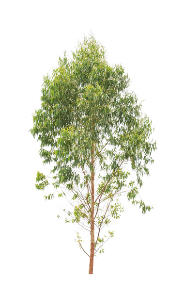 Eukalyptuspuu, trooppinen puu Thaimaan koillisosassa
 - Valokuva, kuva