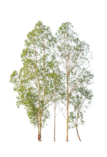 Alberi di eucalipto, albero tropicale nel nord-est della Thailandia iso
 - Foto, immagini