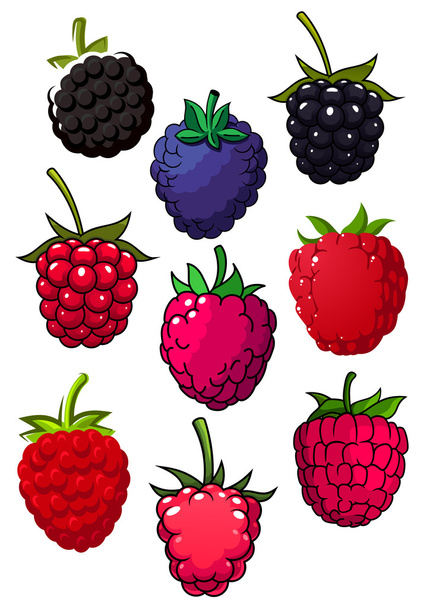 Red raspberry and blackberry fruits - Vektör, Görsel