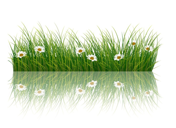 Fresh grass and daisies - Vector, Image