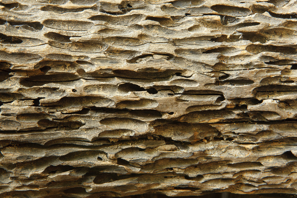 Old damaged wood as a symbol of aging decay or termite insect da - Photo, Image