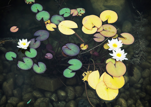 Beautiful blooming water lilies - Photo, Image