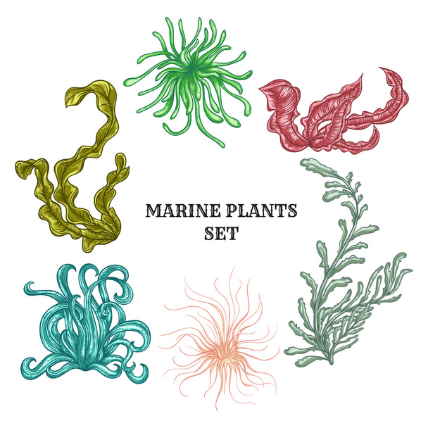 Συλλογή των θαλάσσιων φυτών, φύλλα και φύκια. Εκλεκτής ποιότητας σύνολο πολύχρωμο χέρι συντάσσονται θαλάσσια χλωρίδα. Μεμονωμένα διανυσματικά εικονογράφηση. Σχεδιασμός για την παραλία το καλοκαίρι, διακοσμήσεις. - Διάνυσμα, εικόνα