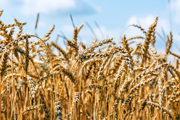 Hermoso campo de trigo - Foto, imagen