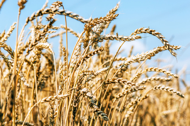 beautiful wheat field - Valokuva, kuva