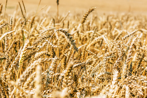 красиві пшенична сфера
 - Фото, зображення