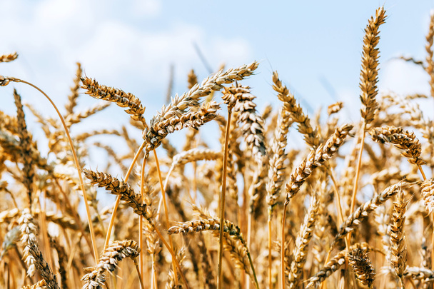 beautiful wheat field - Foto, Bild