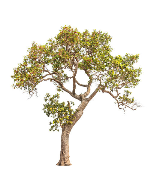 dipterocapus intricatus, tropischer Baum im Nordosten Thailands - Foto, Bild