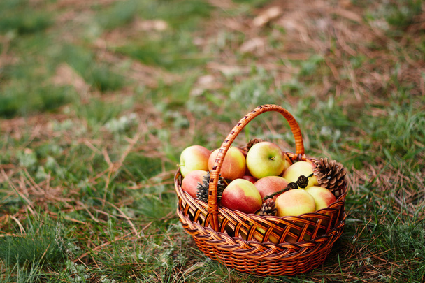 hasır sepet elma yeşil çimenlerin üzerinde ile - Fotoğraf, Görsel