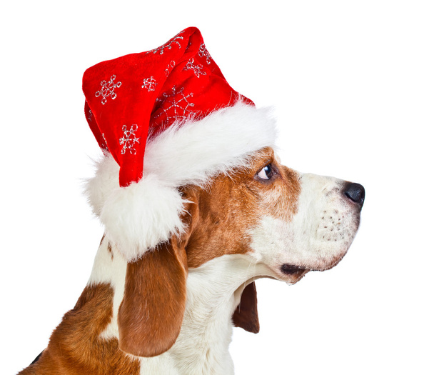 beagle in Santa hat isolated on white - Foto, Bild