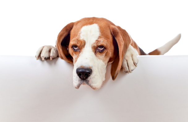 beagle sobre blanco
 - Foto, imagen