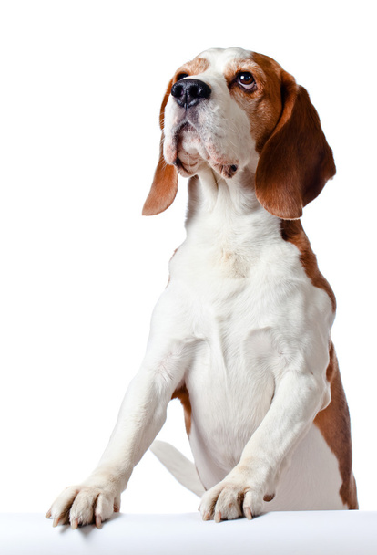 beagle valkoisella
 - Valokuva, kuva