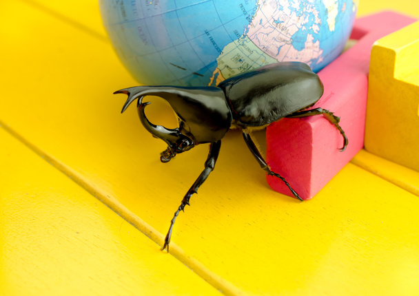 Primer plano del escarabajo de combate (escarabajo rinoceronte) sobre la mesa amarilla
 - Foto, Imagen